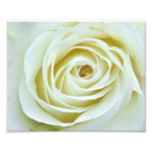 Weiße Rose Foto Drucke