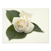 Weiße Rose Fotografie