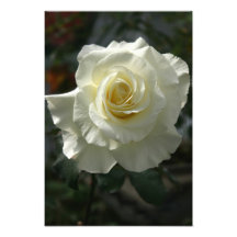 Weiße Rose Kunst Foto