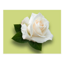 Weiße Rose 'Pascali Postkarte