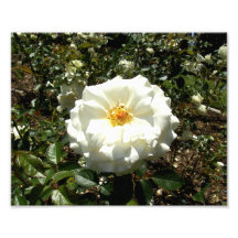 Weiße Rose Photos
