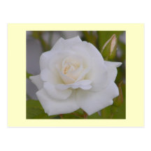 Weiße Rose Postkarten