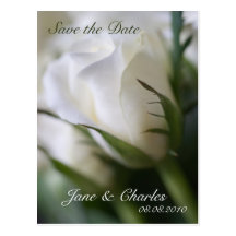 Weiße Rose • Save the Date Postkarte