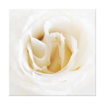 Weiße Rose - Snowy Leinwand Druck