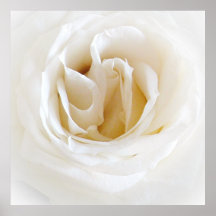 Weiße Rose - Snowy Posters