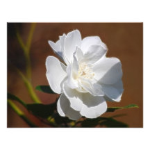 Weiße Rose und Bedeutung Einladungskarte