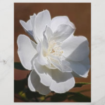 Weiße Rose und Bedeutung Flyerdruck
