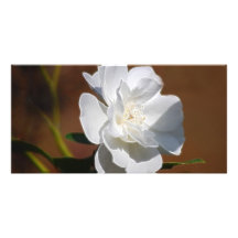 Weiße Rose und Bedeutung Fotogrußkarten