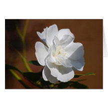 Weiße Rose und Bedeutung Grußkarten