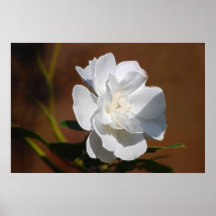 Weiße Rose und Bedeutung Poster