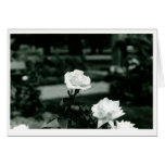Weiße Rosen Grußkarten