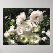 Weiße Rosen Plakate