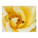 Weiße Rosen-Postkarte