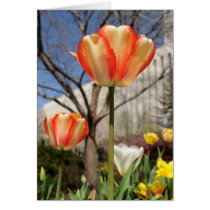 Weiße und rote Tulpen im Sun karten