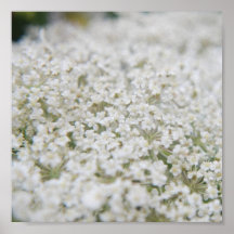 weiße Wildblume Posterdrucke