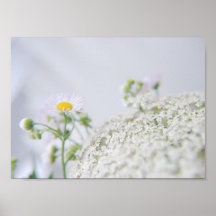 weiße Wildblumen Posterdrucke