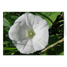 Weisse Windenblüte, Grusskarte, blanko