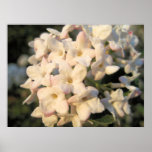 Weißer Blüten-Druck Plakate