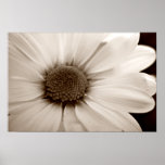 Weißer Chrysantheme Sepia-Blumen-Plakatdruck