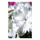Weißer Dianthus Bedrucktes Papier