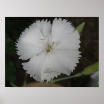 Weißer Gartennelken-Druck Plakate