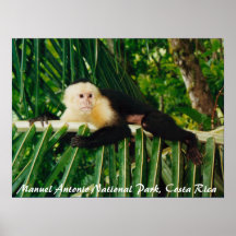 Weißer Gesichts-Affe Costa Rica Posterdruck