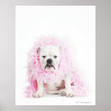 weißer Hintergrund, weiße Bulldogge, rosa Feder Plakatdruck