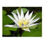 Weißer Lotos-Blumen-Postkarte