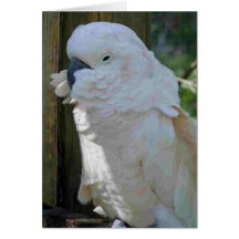 Weißer Macaw Grußkarten