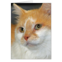 Weißer/orange Schutz-Katzen-Gruß/Mitteilungskarten