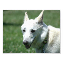 Weißer Schäferhund Photographie