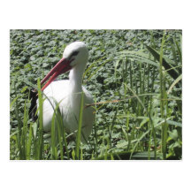Weißer Storch-Postkarte