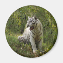 Weißer Tiger 020 Magnete