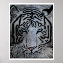 Weißer Tiger - Casper Poster