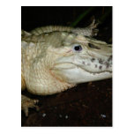 Weißes Albino-Alligatorfoto, Alligatorbild Postkarten