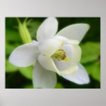 Weißes Aquilegia Flabellata Plakat