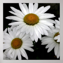 Weißes Blumenblatt-Plakat