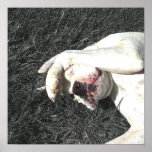 Weißes Boxerplakat