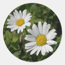 Weißes Gänseblümchen Aufkleber