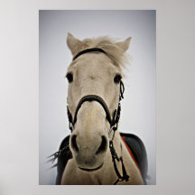 Weißes Pferd Plakat