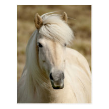Weißes Pony Postkarte