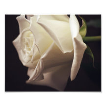 Weißes Rosen-Foto