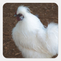 Weißes Silkie Huhn Aufkleber