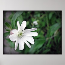 Weißes Wildblume-Plakat