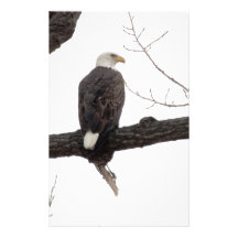 Weißkopfseeadler Büropapiere