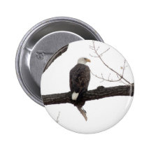Weißkopfseeadler Button