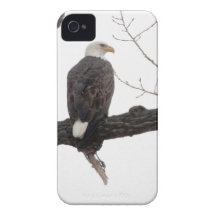 Weißkopfseeadler Case-Mate iPhone 4 Hüllen