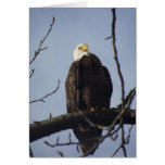 Weißkopfseeadler-Gruß-Karte