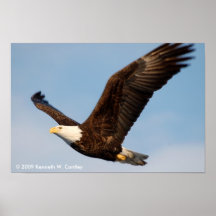 Weißkopfseeadler im Flug Plakate