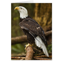 Weißkopfseeadler Karte